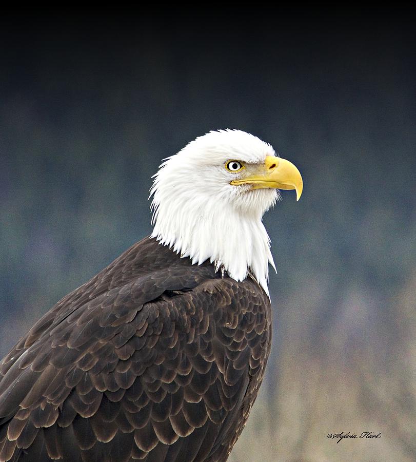 Eagle Photograph - Bald Eagle #2 by Sylvia Hart