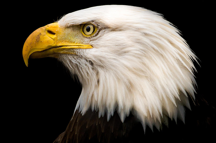 Eagle Photograph - Bald Eagle by Tracy Munson