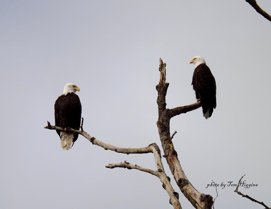 Bald Eagles #2 Photograph By Thomas Higgins - Pixels