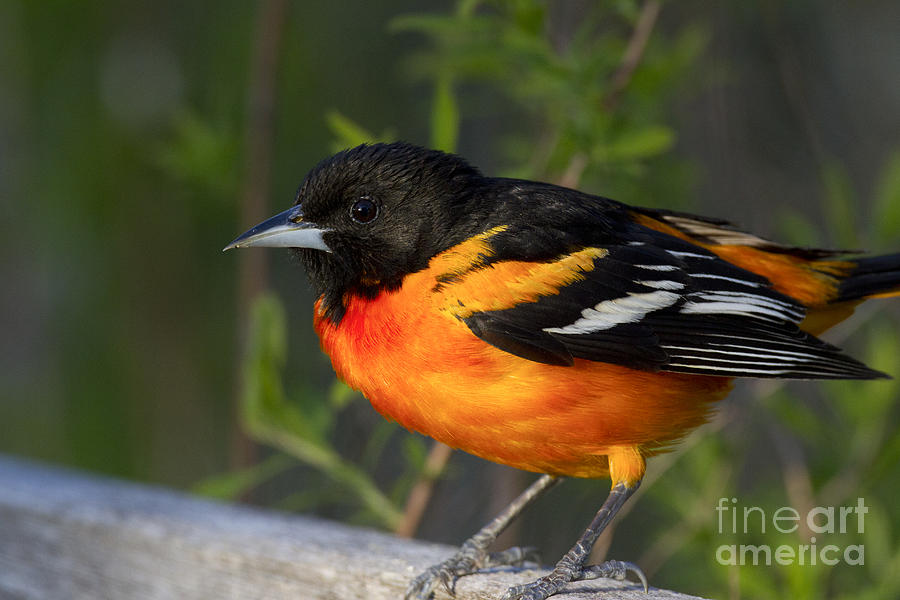 Baltimore Oriole #5 Photograph by Linda Freshwaters Arndt