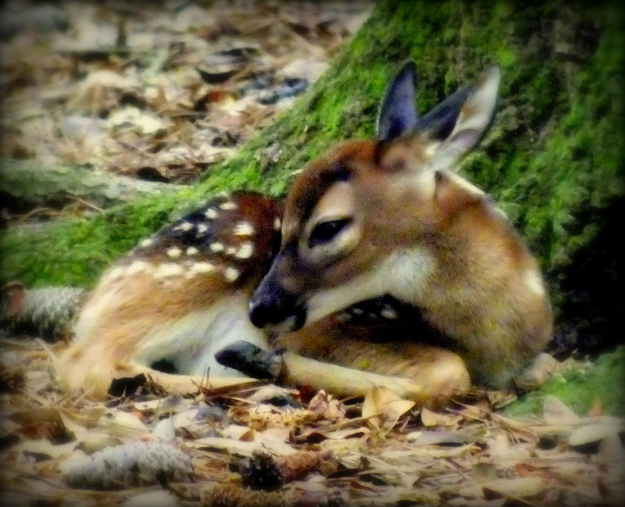 Deer Photograph - Bambi #1 by Karen Wiles