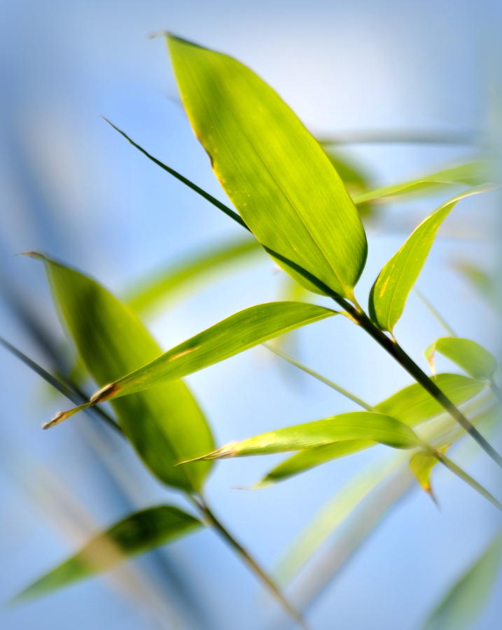 Bamboo Foliage #2 Photograph by Nathan Abbott