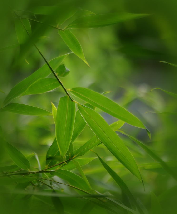 Bamboo Leaves #2 Photograph by Nathan Abbott