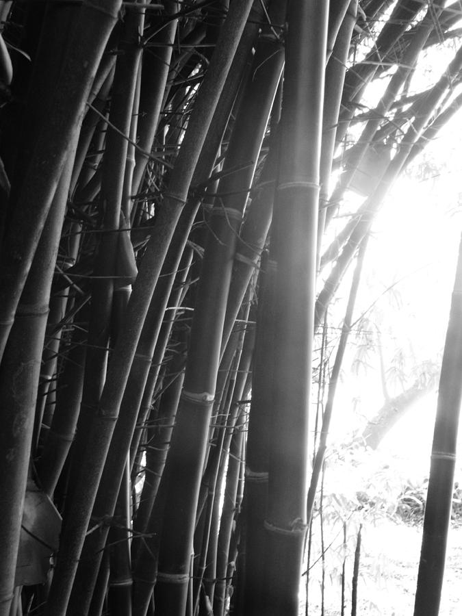 Bamboo Photograph by Tara Miller - Fine Art America