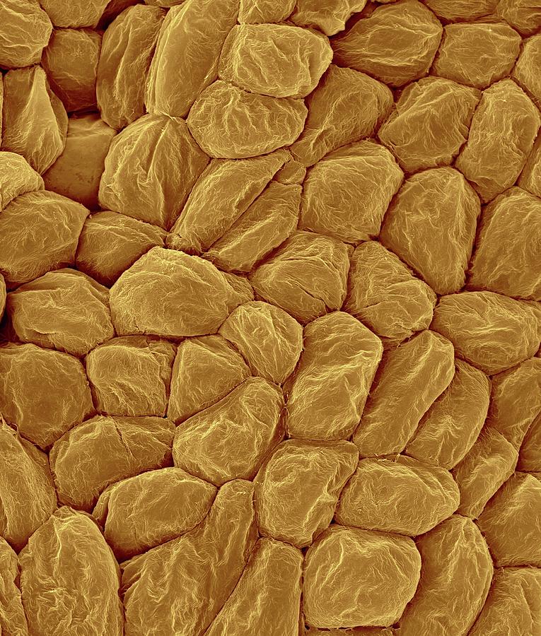 Banana Photograph - Banana Fruit Cells (musa Sp.) #2 by Dennis Kunkel Microscopy/science Photo Library