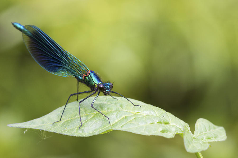 Banded demoiselle   #2 Photograph by Chris Smith