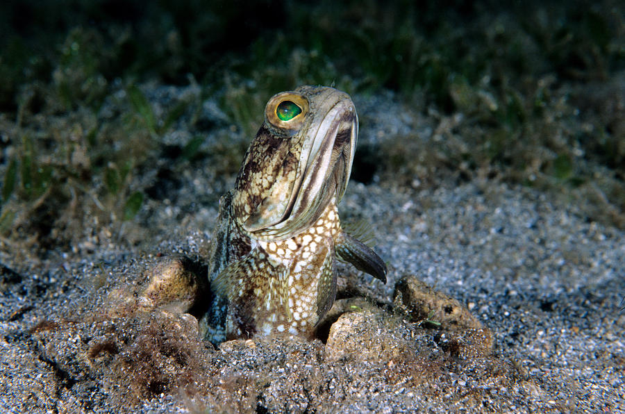 Banded Jawfish #2 Photograph by Andrew J. Martinez