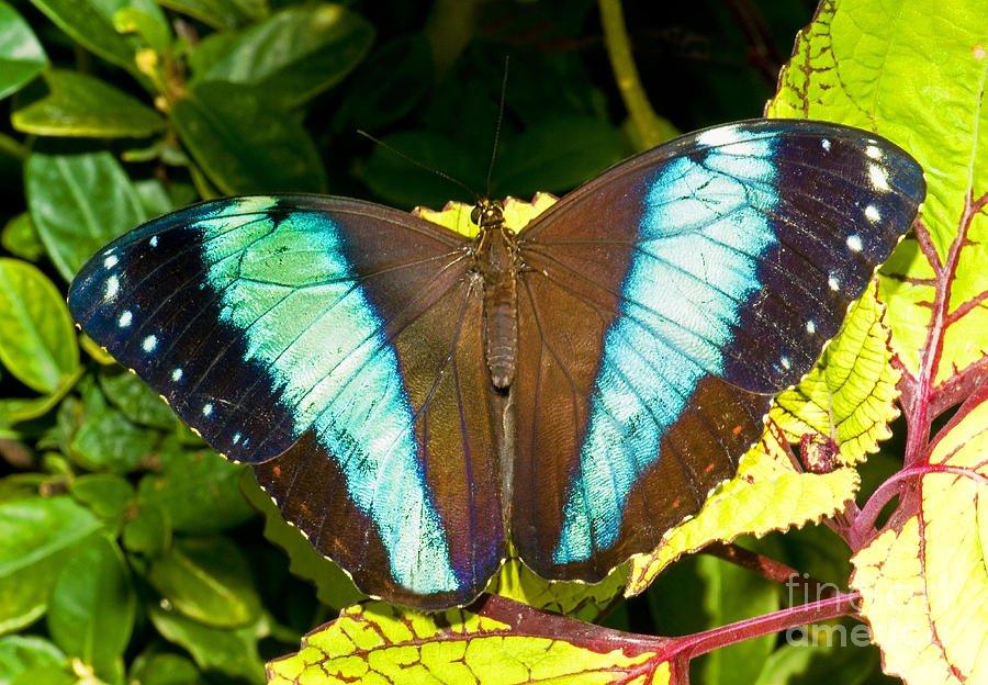Banded Morpho Butterfly #2 Photograph by Millard H. Sharp