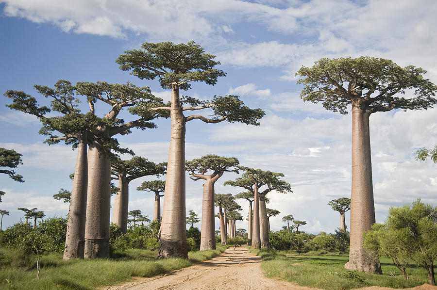 Baobab Trees Adansonia Digitata Photograph by Panoramic Images