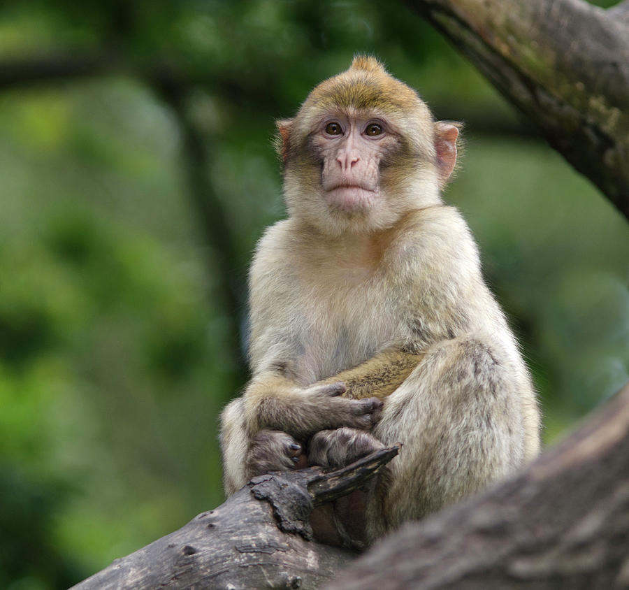 Barbary Macaque Photograph By Nigel Downer - Fine Art America