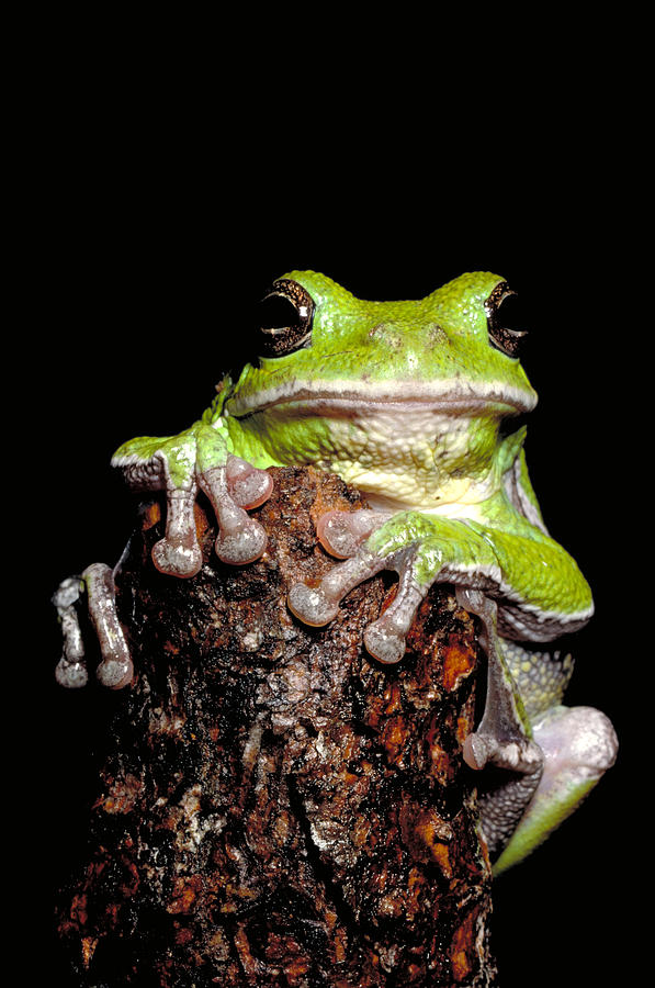 Barking Tree Frog #2 Photograph by Jeffrey Lepore