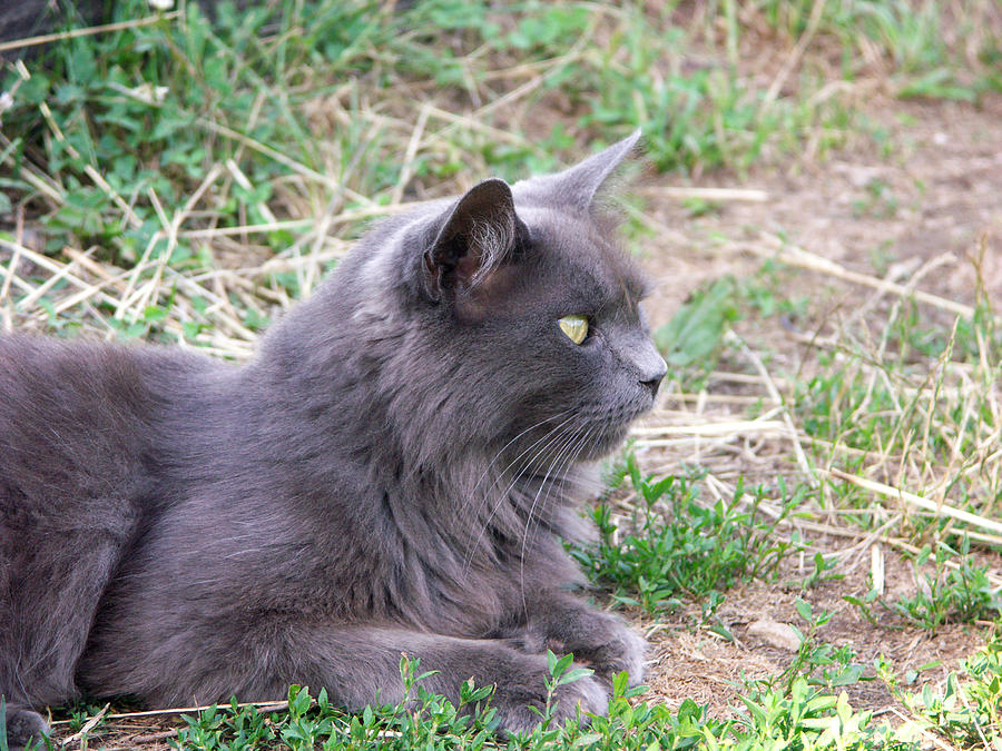 Barn Cat Photograph by Bonnie Sue Rauch - Fine Art America