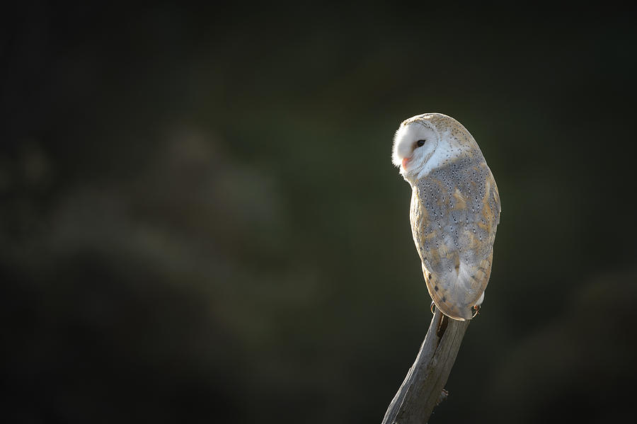 Barn Owl #2 Photograph by Andy Astbury