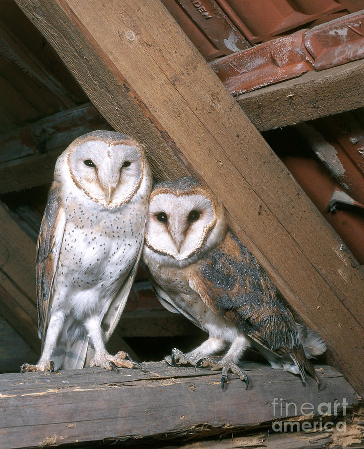 Barn Owl #11 Photograph by Hans Reinhard