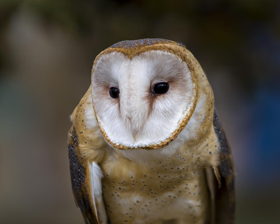 Barn Owl #3 Photograph by Jack R Perry