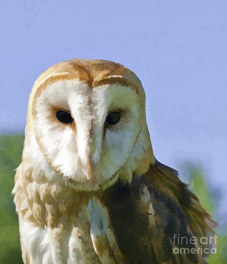 Barn Owl #2 Photograph by Les Palenik