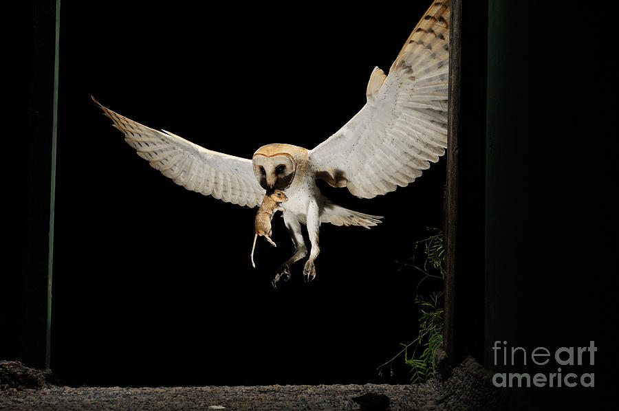 Barn Owl #2 Photograph by Scott Linstead