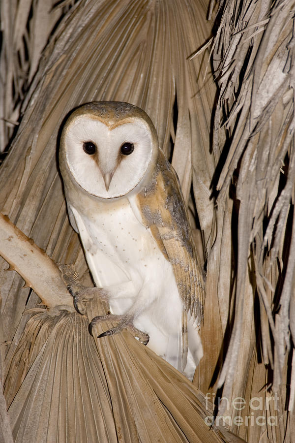 Barn Owl Tyto alba #2 Photograph by Eyal Bartov