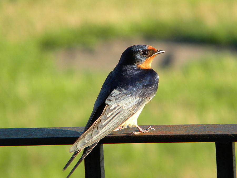 Barn Swallow #2 Photograph by James Petersen