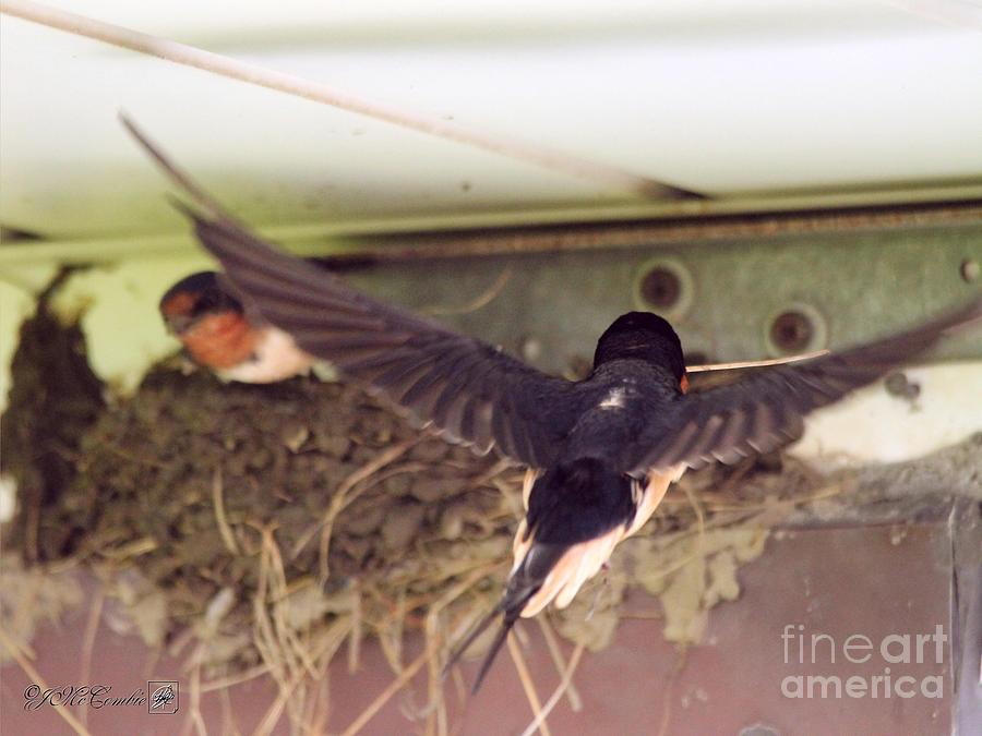 Barn Swallows Constructing Their Nest #1 Photograph by J McCombie