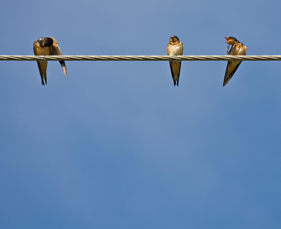 Bird Photograph - Barn Swallows #2 by Melinda Fawver