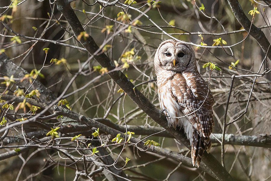 Owl Photograph - Barred Owl #2 by Bill Wakeley