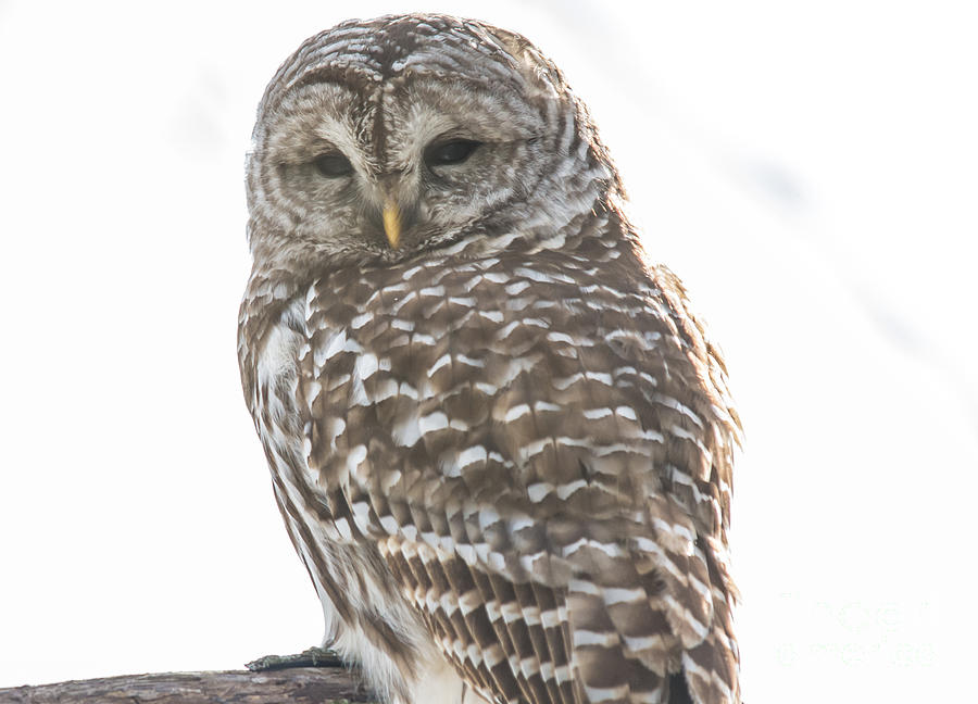 Barred Owl #2 Photograph by Cheryl Baxter