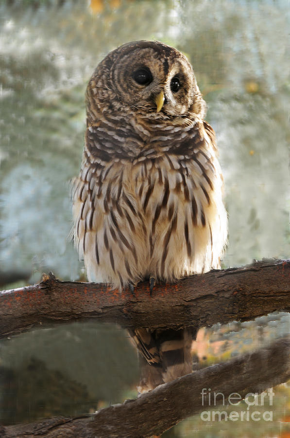 Barred Owl #2 Photograph by Dennis Hammer