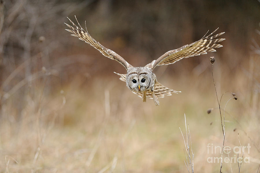 Barred Owl In Flight #2 Photograph by Scott Linstead