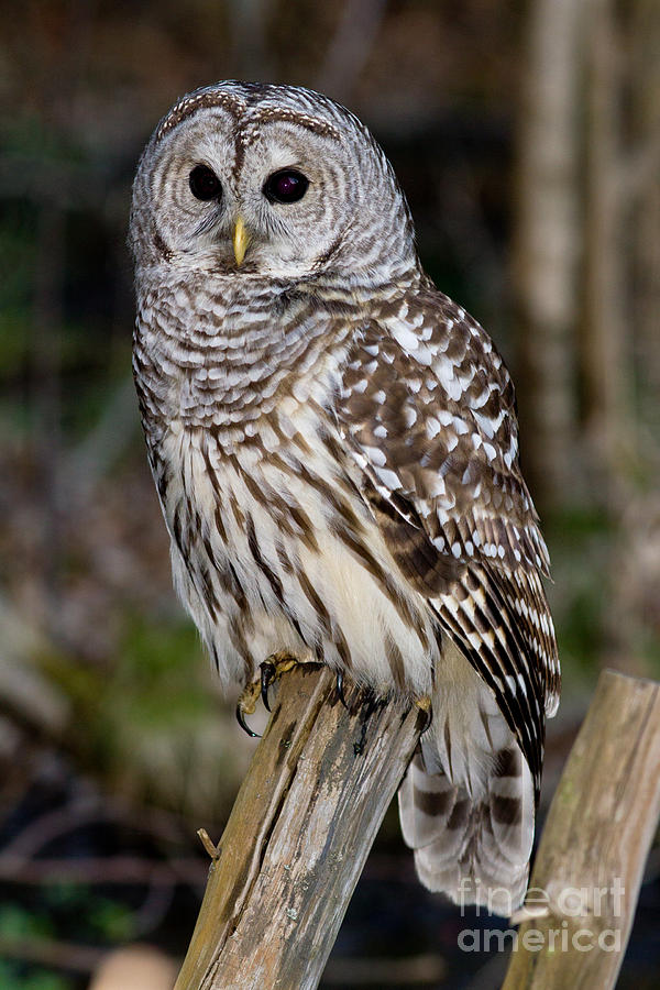 Barred Owl #2 Photograph by Les Palenik