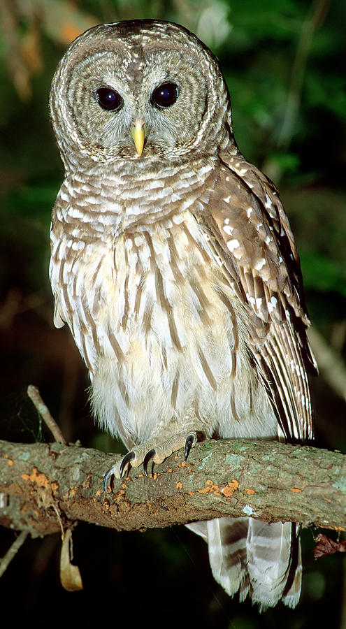 Barred Owl #2 Photograph by Millard H. Sharp