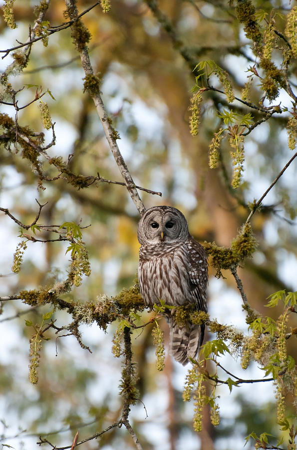 Barred Owl Of The Pacific Northwest Photograph by Jani Freimann