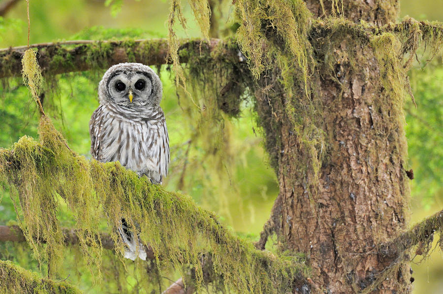 Owl Photograph - Barred Owl Strix Varia Owlet #2 by Thomas And Pat Leeson