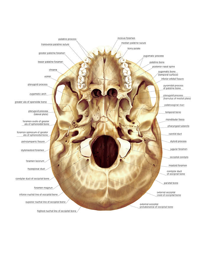 Base Of The Cranium Photograph By Asklepios Medical Atlas Fine Art 2096