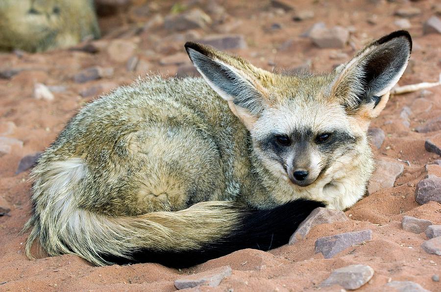 bat-eared-fox-san-diego-zoo-animals-plants