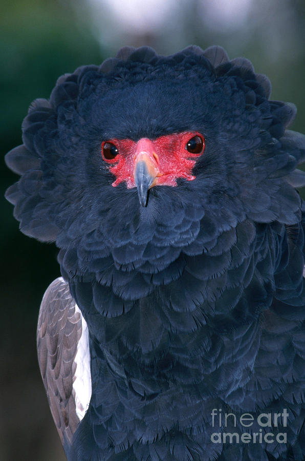 Bateleur Eagle #3 Photograph by Gregory G Dimijian MD