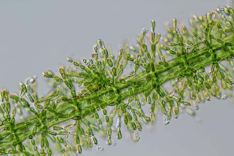 Batrachospermum Alga Filament #2 Photograph by Gerd Guenther