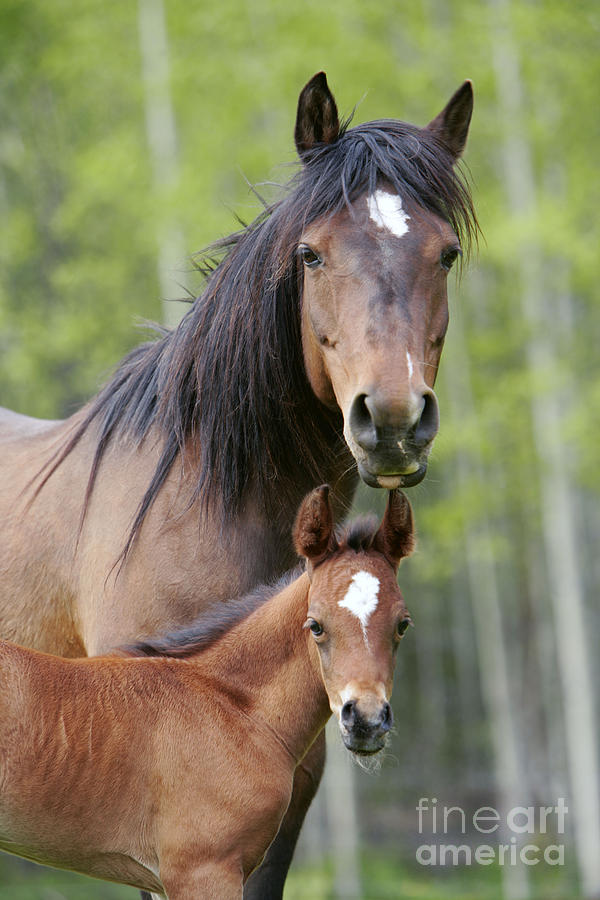 Bay Arabian Mare With Foal #4 Photograph by Rolf Kopfle
