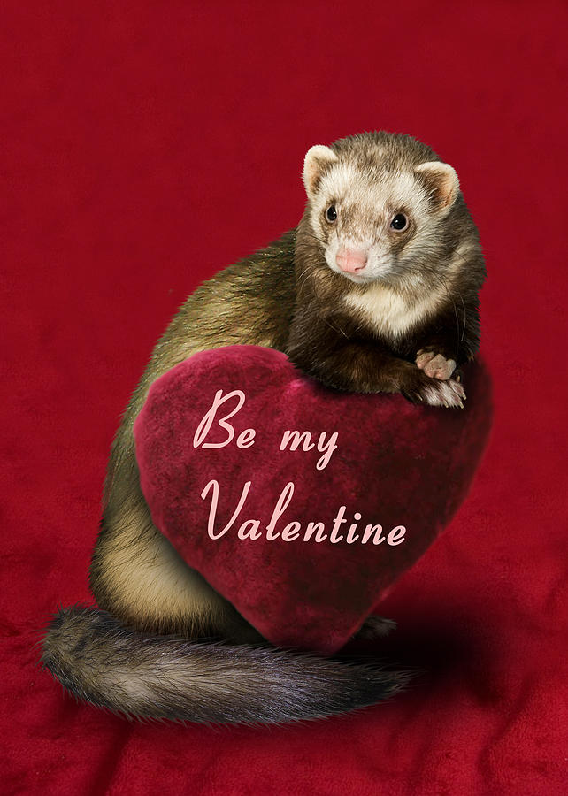 Candy Photograph - Be My Valentine Ferret #2 by Jeanette K