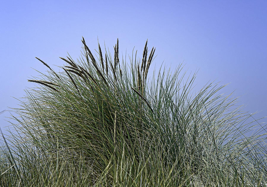 Beach Grass #2 Photograph by Betty Depee