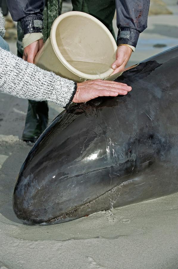 Beached False Killer Whale #2 Photograph by Tony Camacho/science Photo Library