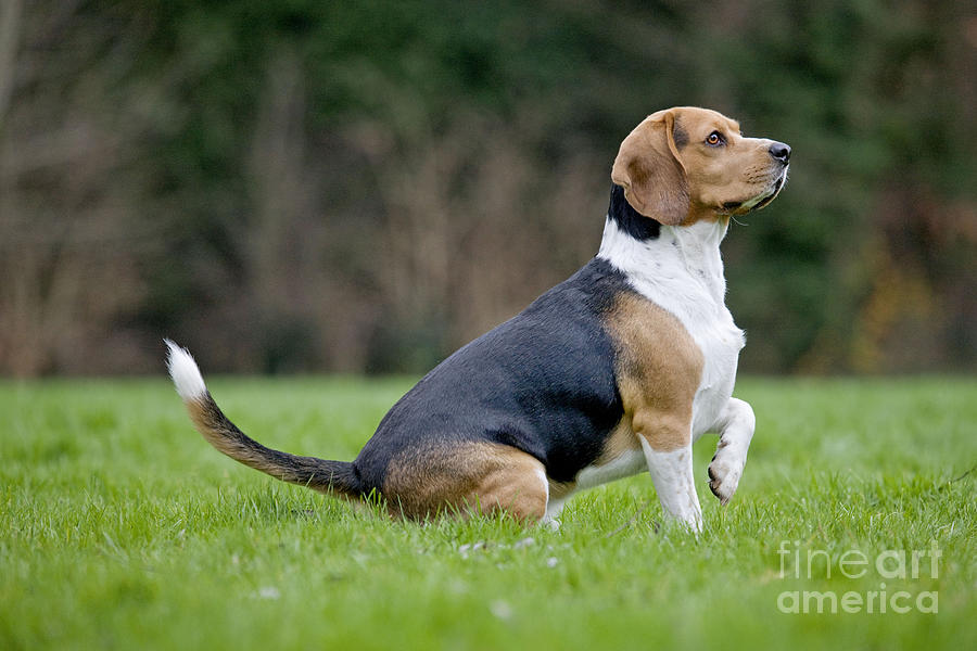 Beagle Dog #2 Photograph by Johan De Meester
