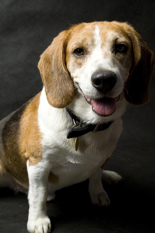 Beagle Photograph - Beagle #2 by Gary Marx