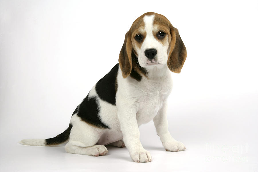 Beagle Puppy Dog #2 Photograph by John Daniels