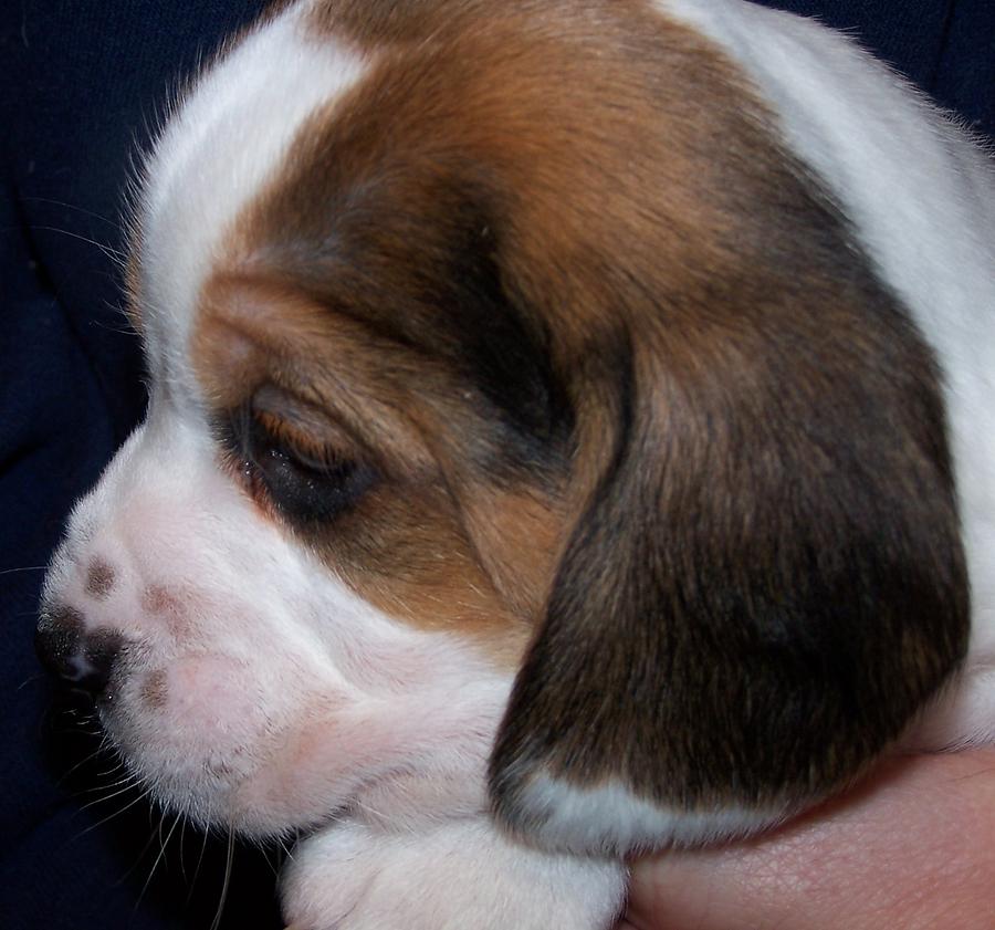 Beagle Puppy #2 Photograph by Kathleen Luther