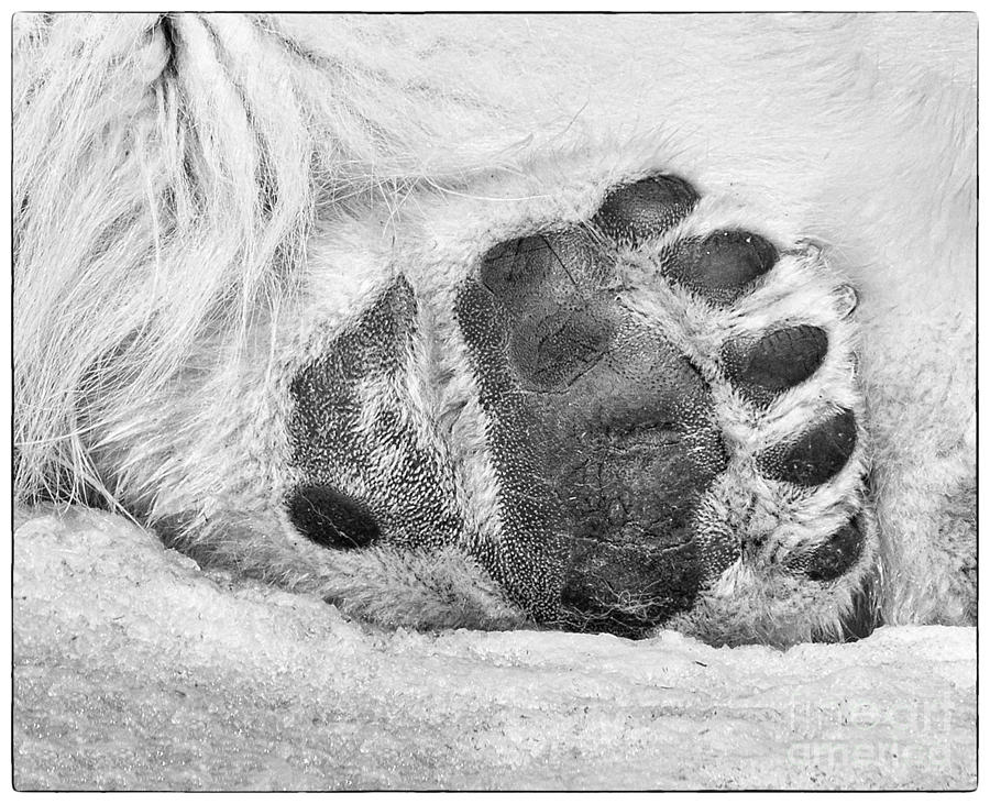 Bear Paw #2 Photograph by Les Palenik