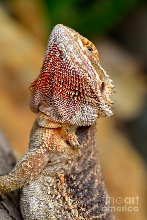 Dragon Photograph - Bearded dragon #4 by George Atsametakis