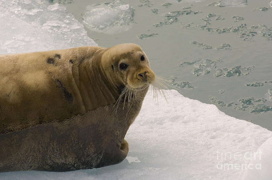 Bearded Seal On An Ice Floe #2 Photograph by John Shaw