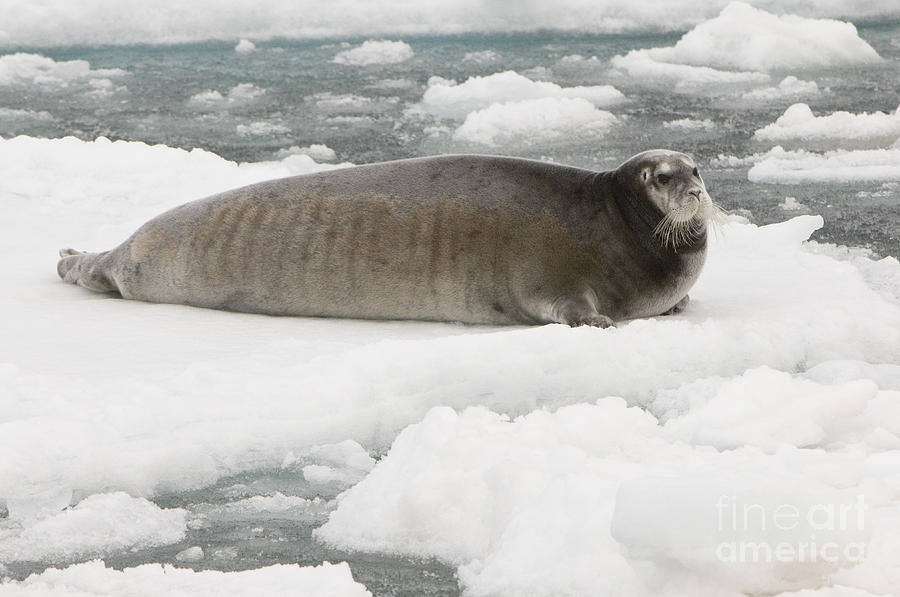 Bearded Seal On Ice Floe #2 Photograph by John Shaw