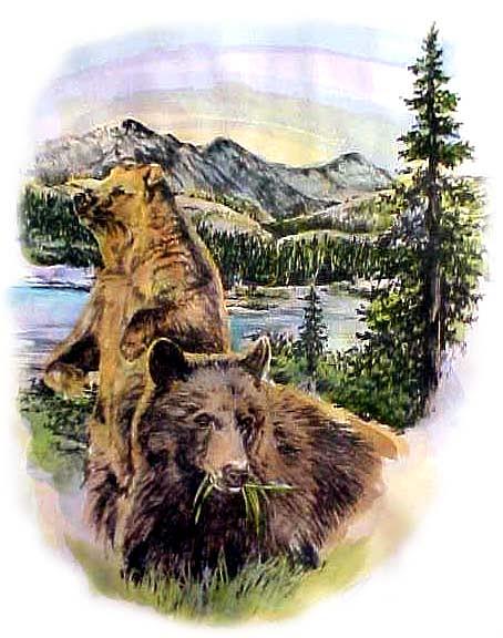 Bear Drawing - Bears of Rockbound #2 by Jonni Hill